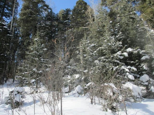 502 SHELLS LN, CLOUDCROFT, NM 88317, photo 1